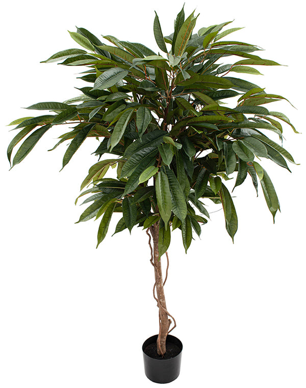 Tekokasvi Longifolia 150 cm