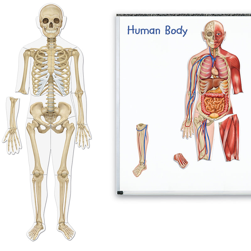 Kaksipuolinen magneettinen ihmiskeho 17 osaa